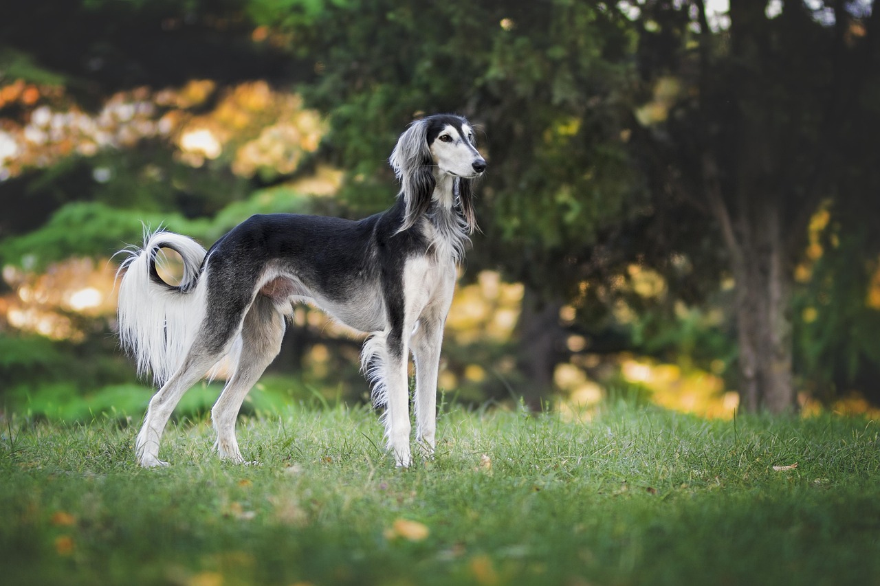 Pet Insurance Comparison: Top 5 Providers Reviewed